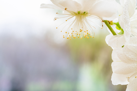 White peach blossomの写真素材