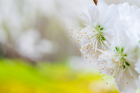 White peach blossomの写真素材