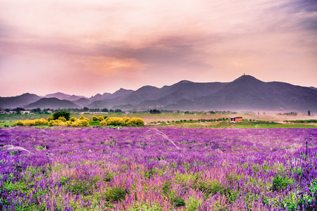 Lavender Gardenのeditorial素材