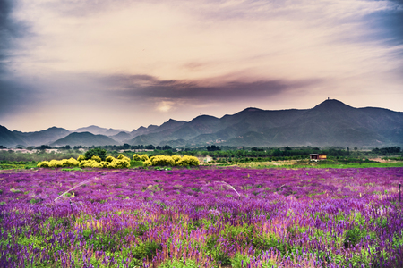 Lavender Gardenのeditorial素材
