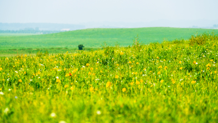 grassland sceneryの写真素材