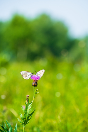 A butterfly on a wildflowerの写真素材