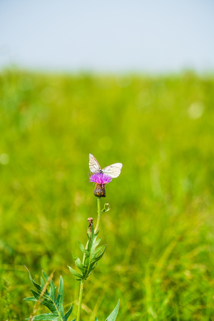 A butterfly on a wildflowerの写真素材