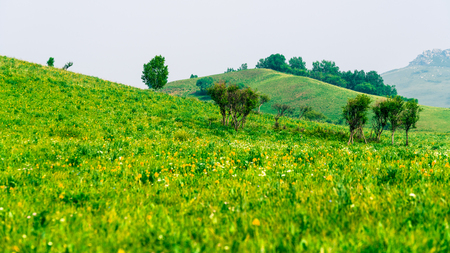 grassland sceneryの写真素材