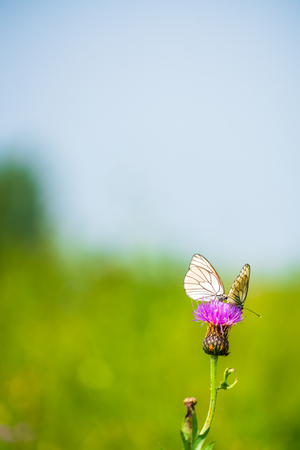 Butterflies of wildflowersの写真素材