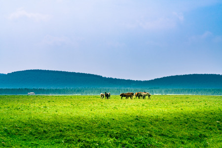 grassland sceneryの写真素材