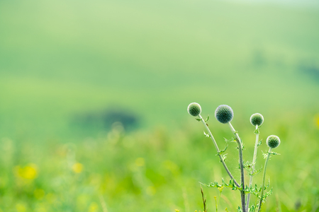 The Ulan prairie in the midsummerの写真素材