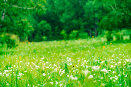 The Ulan prairie in the midsummerの写真素材