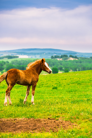 A new brown ponyの写真素材