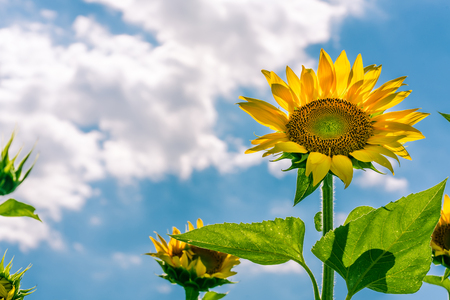 Sunflower bloomingの写真素材