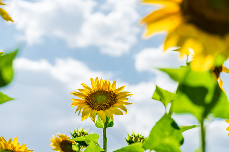 Sunflower bloomingの写真素材