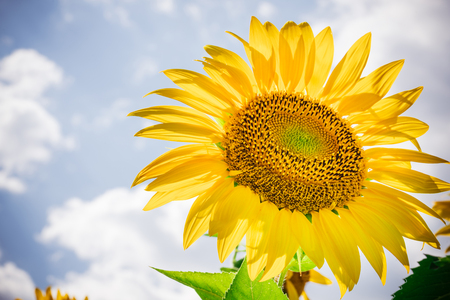 Sunflower bloomingの写真素材