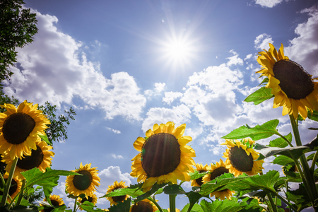 Sunflower bloomingの写真素材