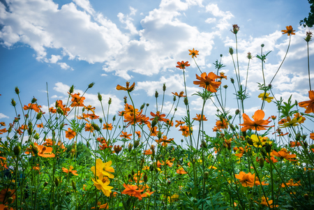 Flowering chrysanthemum fieldの写真素材