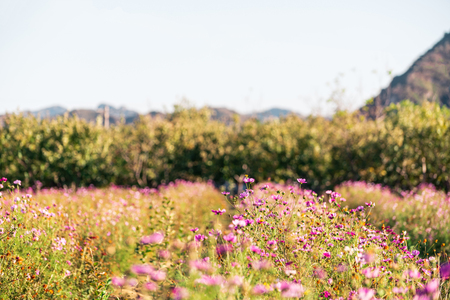 Autumn cosmos flower fieldの写真素材