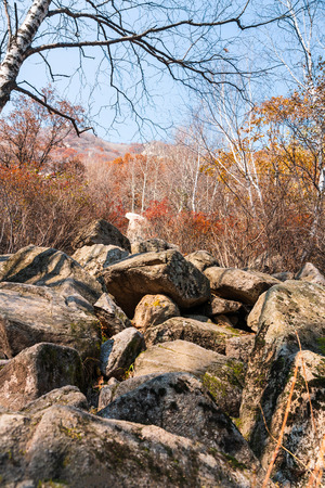 autumn mountain forestの写真素材