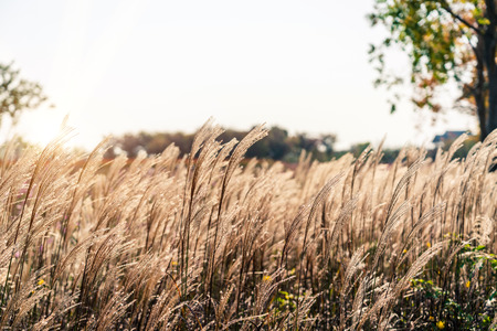 Reeds in Santai Parkの写真素材