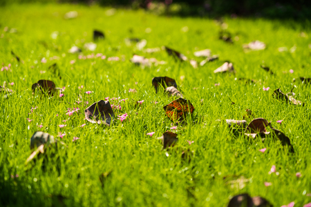 Fallen leaves on the lawnの写真素材