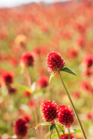 Blooming flowersの写真素材