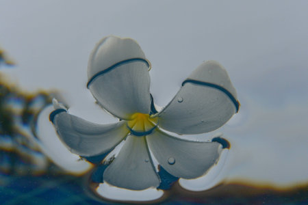 floating flower