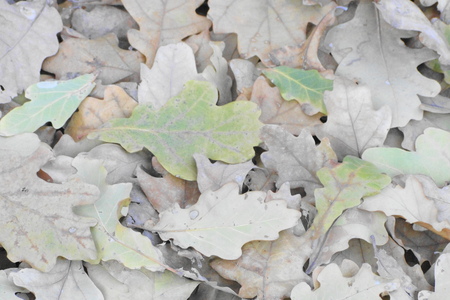 fallen oak leavesの写真素材