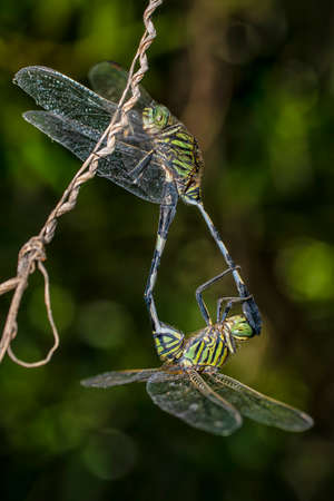 Mating Dragonfly