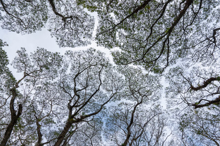 Sky view from the hidden forest