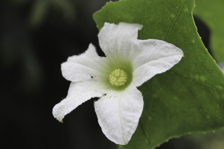 Native to India A shrub At a height of about 2-4 feet last several seasons.の写真素材