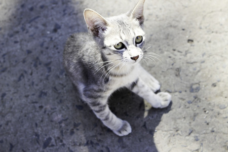 A cute little cat was staring at some object.の写真素材