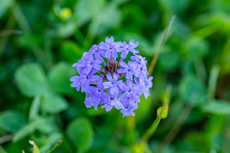 Closeup of delicate blue blossom outdoorの写真素材