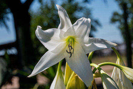A white lily flower in the gardenの写真素材