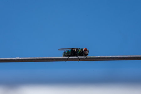 A macro shot of a green fly