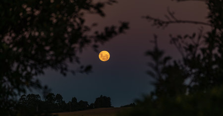 Full Moon rising between trees romantic yellow color