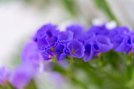 Macro photography of vibrant purple statice blossoms with a shallow depth of field and soft blurred...