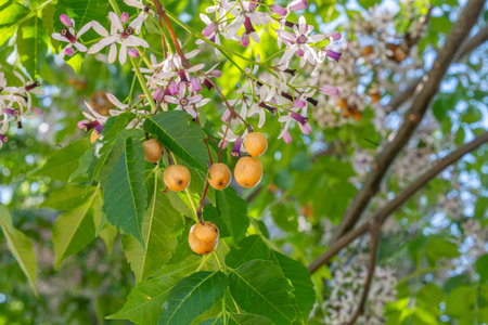 Macro shot of a branch of a Chinaberry tree featuring small purple and white flowers and round...