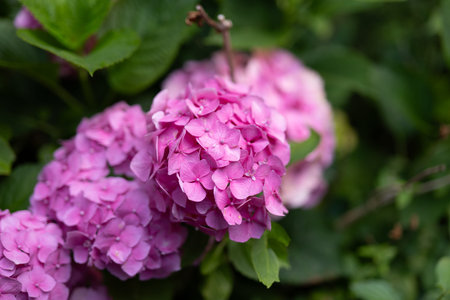 A tight close-up shot captures the intense, vibrant pink and magenta petals of a blooming Hydrangea...
