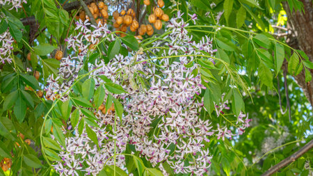 A Chinaberry tree, Melia azedarach, showing lush green leaves, delicate purple and white blossoms, and yellow fruits.の写真素材