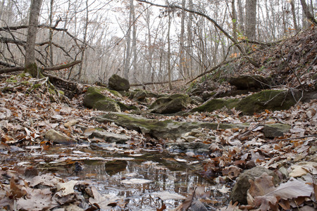 Creek bed in the woods during winterの写真素材