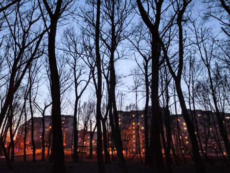 The night forest is in front of peopleの写真素材