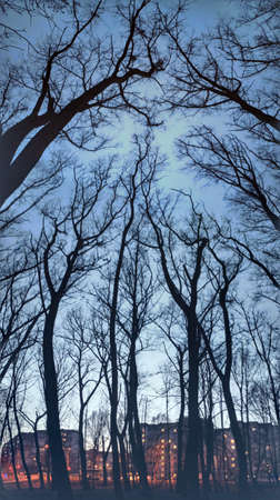 Night forest and space
