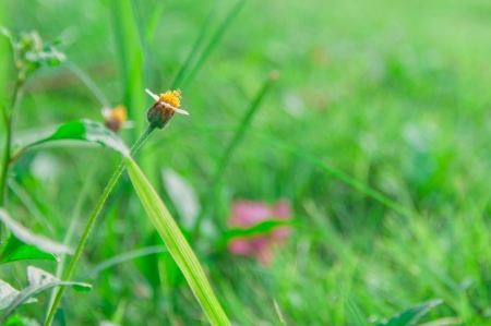 Thai beautiful flowerの写真素材