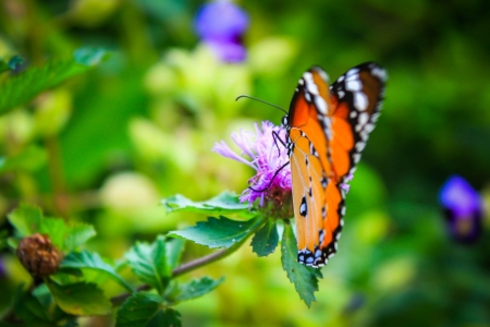 Lovely Butterfly