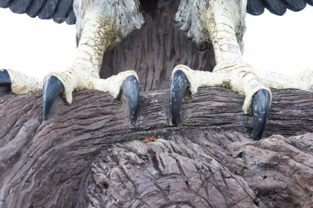 photo of eagle statue textureの写真素材