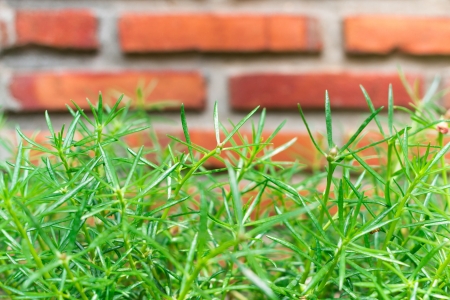 Photo of old brick wall and green grassの写真素材