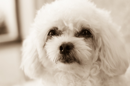 Photo of cute poodle puppy feeling of the eyes in sepia toneの写真素材