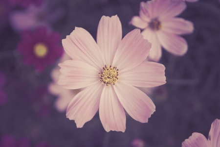 Photo of soft pink cosmos flowers in gardent color tone vintage  styleの写真素材