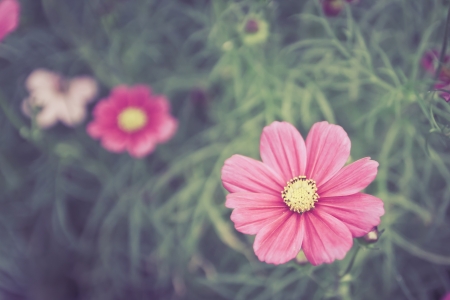 Deep Pink cosmos flowers in gardent color tone vintage  styleの写真素材