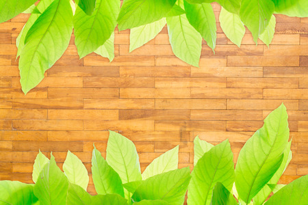 Green leaves on wood block wall textureの写真素材