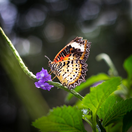 Photo of Butterfly on the branchの写真素材