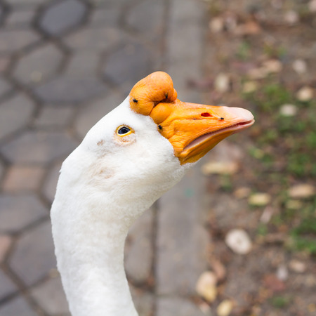 Photo Portrait head of gooseの写真素材